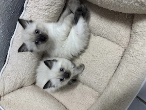 Pisici Ragdoll  - imagine 4