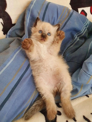 Pisici Ragdoll  - imagine 5