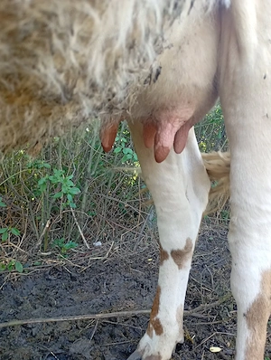 Vand vaca la prima fatare 