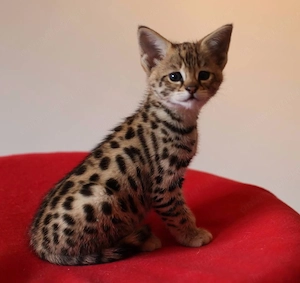 Pisici Serval și Savannah - imagine 3