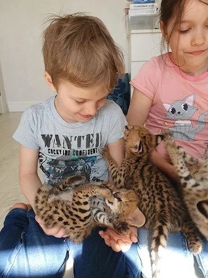 Pisici Serval și Savannah - imagine 4