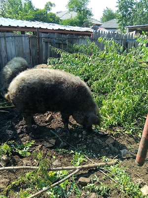 porc mangalița  pt sacrificat