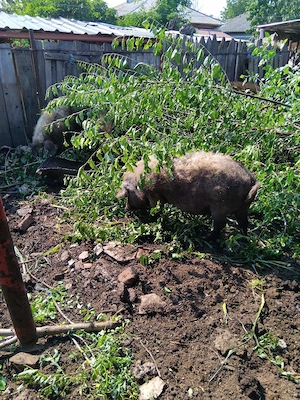 porc mangalița  pt sacrificat - imagine 3