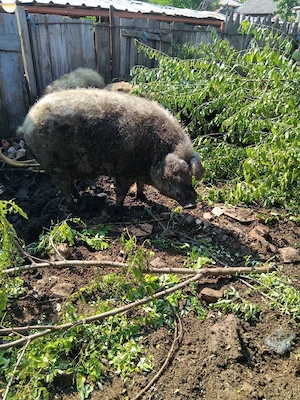 porc mangalița  pt sacrificat - imagine 5