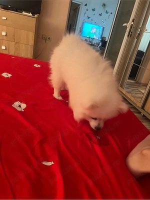 vand pui de pomeranian spitz - imagine 3