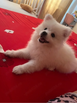 vand pui de pomeranian spitz - imagine 2