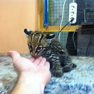 Cuccioli di Caracal e Ocelot - imagine 2