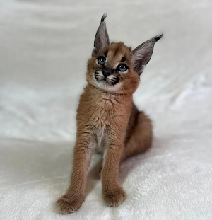 Cuccioli di Caracal e Ocelot - imagine 4