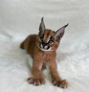 Cuccioli di Caracal e Ocelot - imagine 5