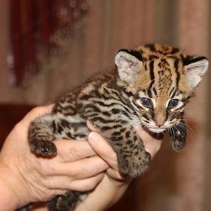 Cuccioli di Caracal e Ocelot