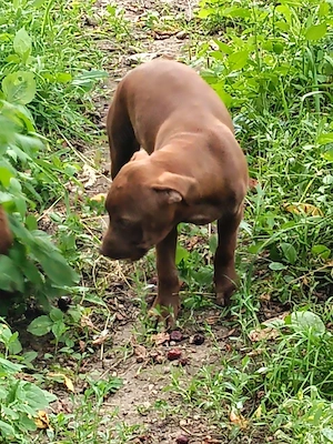 femelă rednose