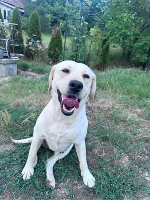 Dau spre adoptie cățelușă metis de labrador in varsta de 4 ani - imagine 3