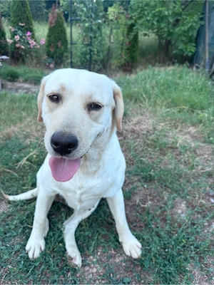 Dau spre adoptie cățelușă metis de labrador in varsta de 4 ani - imagine 2
