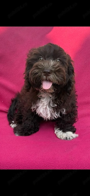 Maltipoo ciocolatiu  - imagine 2