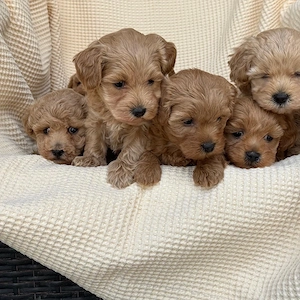 Pui Maltipoo de vanzare pudel toy bichon  - imagine 4