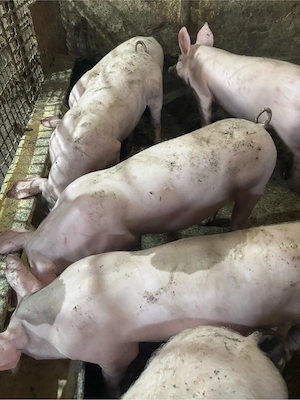 Vand purcei 35 kg 