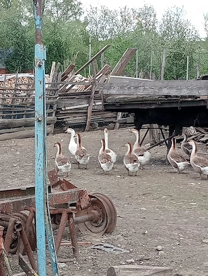 Gaste tinere de vanzare 
