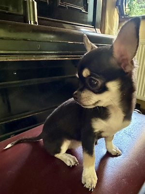 Fetite chihuahua - imagine 3