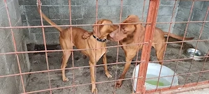 Vizsla Maghiara - imagine 5