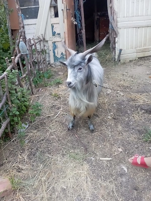 De vânzare 3 capre și un țap 