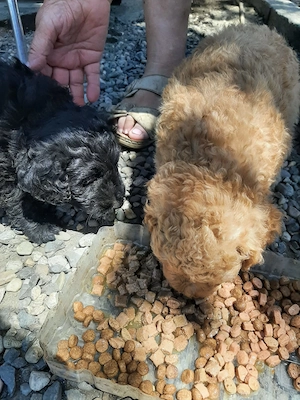 Vând cățeluși caniche 