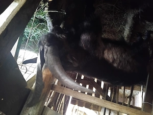 Tap de vinzare fff.bun de monta sau sacrificat si capra buna de lapte 3l zi - imagine 2