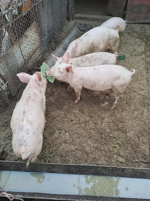 Suldei frumoși castrați