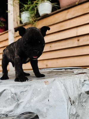Buldog francez!! - imagine 5