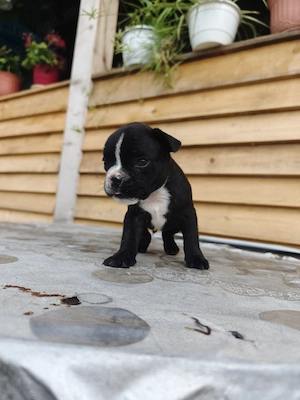Buldog francez!! - imagine 4