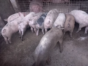 Grasunasi 14 saptamani castrați și deparazitati - imagine 2