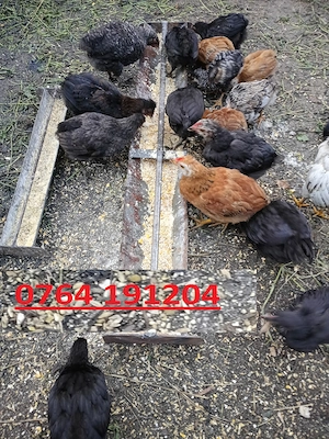 Vand pui boboci de rata si pui gaina - imagine 4