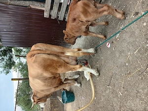Vaca cu vitel de vinzare