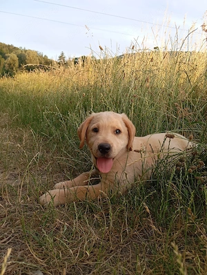 Femelă labrador  - imagine 3