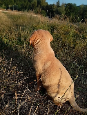 Femelă labrador  - imagine 2