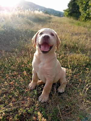 Femelă labrador 