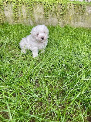 Vand catelusi Bichon Maltese - imagine 2