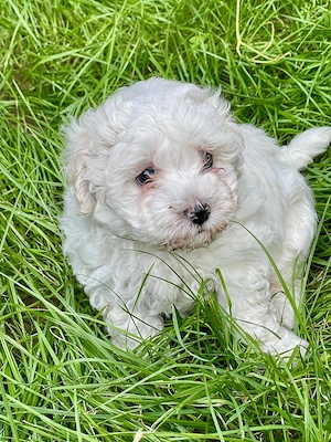 Vand catelusi Bichon Maltese - imagine 3
