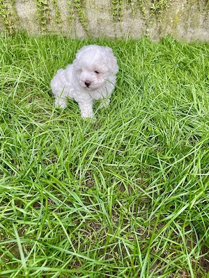 Vand catelusi Bichon Maltese - imagine 4