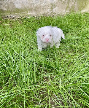 Vand catelusi Bichon Maltese - imagine 5