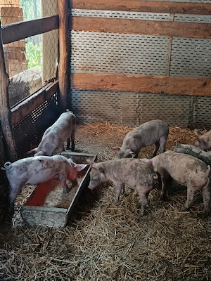 Disponibili purcei pietrean x landras