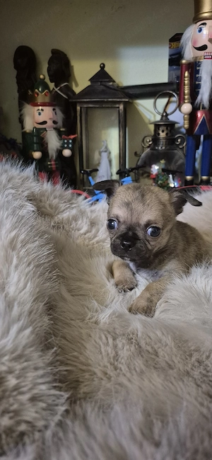 chihuahua baietel cu acte - imagine 4