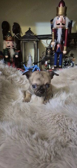 chihuahua baietel cu acte - imagine 2