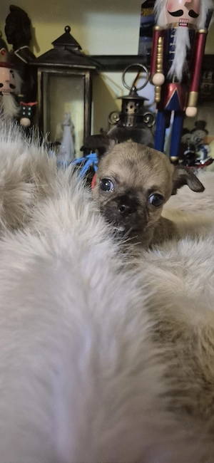 chihuahua baietel cu acte