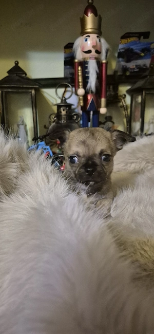 chihuahua baietel cu acte - imagine 3