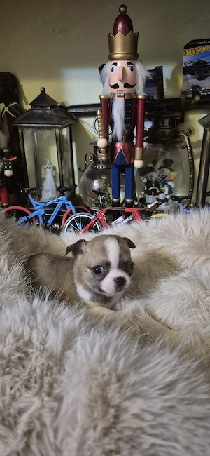 Chihuahua baietel cu acte - imagine 5