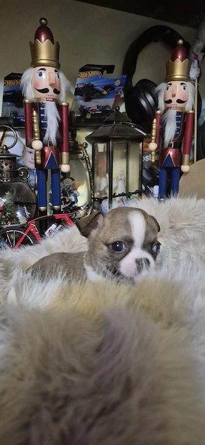 Chihuahua baietel cu acte - imagine 2