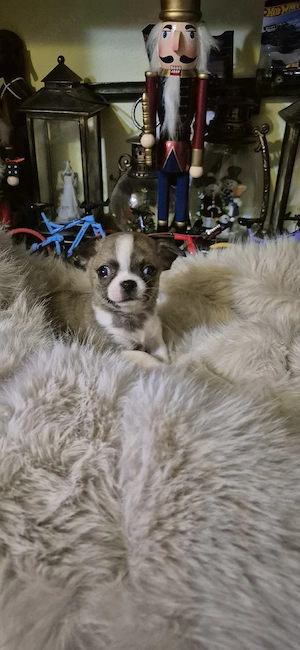 Chihuahua baietel cu acte - imagine 4
