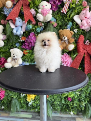 Pomeranian minitoy baietel