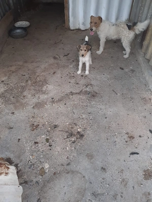 Catelusa Fox Terrier - imagine 4