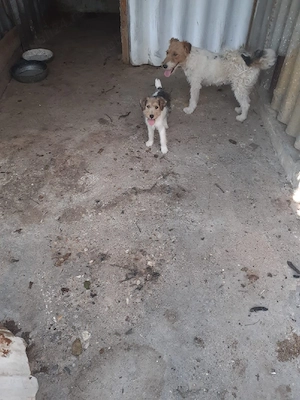Catelusa Fox Terrier - imagine 3
